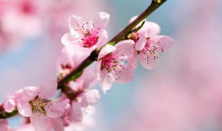 驱走烂桃花的五招风水术（驱赶烂桃花）