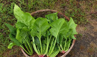 清拌菠菜怎么做（清拌菠菜怎么做好吃窍门）