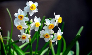 水仙花种植小窍门 水仙花种植小窍门图片