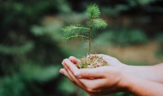 幼儿园植树出行注意事项（幼儿园植树出行注意事项及要求）