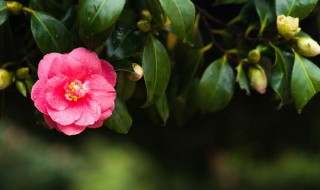 茶花冬天如何养殖 茶花冬天如何养殖方法