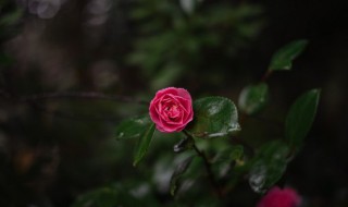 凉开水能不能浇花 凉开水能不能浇花草