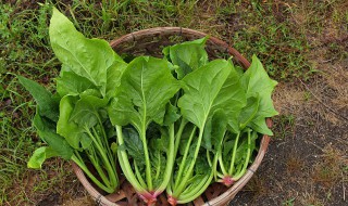 菠菜含什么元素最高（菠菜含铁量高不高）