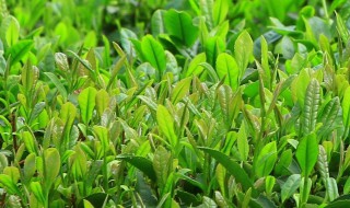 谷雨季节种植那些东西（谷雨节气适合种植什么）