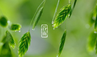 谷雨什么意思（雾中谷雨什么意思）