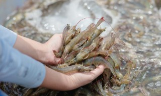 大虾蒸多长时间就熟了 大虾蒸多长时间就熟了1