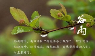 谷雨过后是夏天吗 谷雨过后是不是夏天