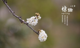 惊蛰刮风有什么谚语吗（惊蛰刮风有什么谚语吗英语）