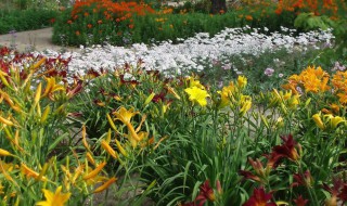 木香花怎么种（木香花怎么种植）