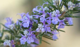 迷迭香的花语 丽塔迷迭香的花语