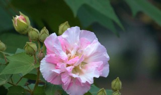 芙蓉花花语 芙蓉花花语寓意