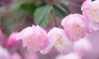 海棠花花语 海棠花花语象征与寓意