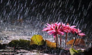 形容大雨的成语（形容大雨的成语不带雨字）