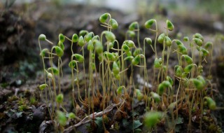 葫芦藓是什么植物 葫芦藓是什么植物?