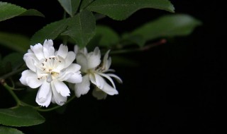 木香花的花期（木香花的花期长吗）