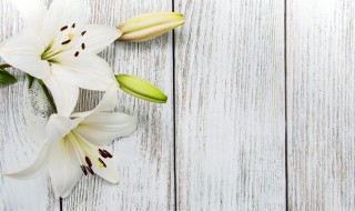 百合花一年开几次花期（百合花一年开几次花期?开花后如何处理?）