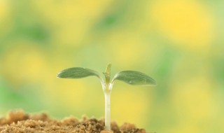 双子叶植物种子和单子叶植物的区别（双子叶植物种子和单子叶植物的区别图片）