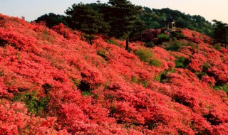 杜鹃花海在哪里 杜鹃花海门票