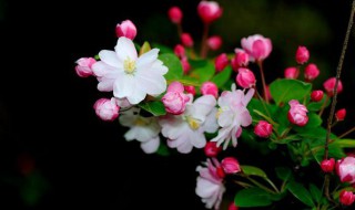 形容海棠花的优美诗句 形容海棠花的优美诗句著雨胭脂点点消,半开时节最娇娆