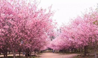 樱花校园模拟器窍门（在樱花校园模拟器中怎样）