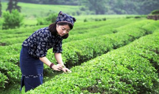 采茶的诗句 关于采茶女采茶的诗句