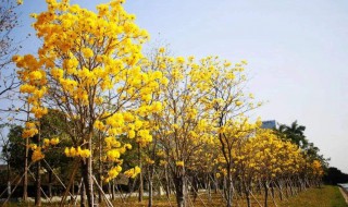 黄花风铃木是什么 黄花风铃木是什么季节开的