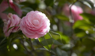 山茶花养殖的禁忌（山茶花养殖的禁忌是什么）