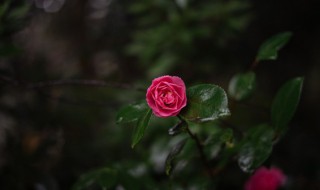 山茶花适合送什么人（山茶花可以送女朋友吗）