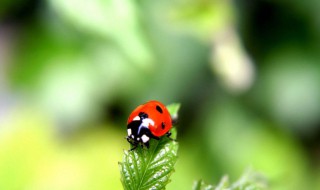 四星瓢虫是益虫还是害虫（二十四星瓢虫是益虫还是害虫）