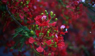 凤尾花怎么种 凤尾花怎么种植视频