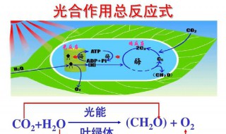 光和作用的暗反应场所