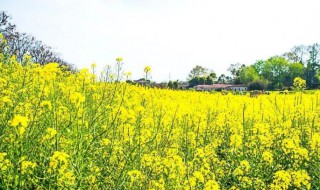 油菜花可以吃吗（油菜花可以吃吗图片）