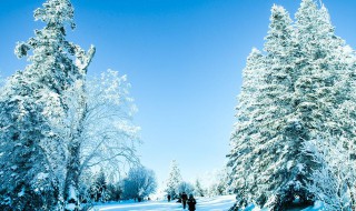 雪松是什么味道（艾草雪松是什么味道）