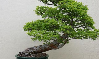 裸子植物有是什么（裸子植物是什么意思）