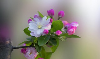 描写海棠花的优美句子（描写海棠花的优美句子冰心）