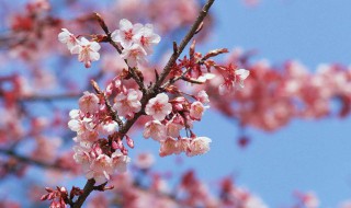 详细介绍了梅花的形态特征和生长方法 关于梅花的形态特征和生长方法的介绍