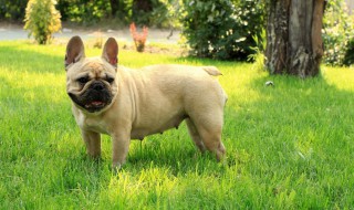 法国斗牛犬介绍（法国斗牛犬介绍视频）