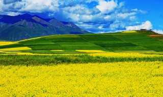 门源油菜花介绍 门源油菜花介绍词