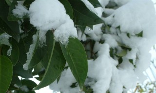 形容初雪的优美句子 形容初雪的优美句子简短