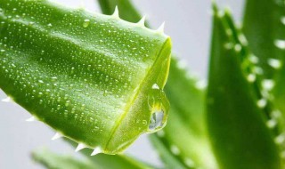 芦荟怎么种植 刚买的芦荟怎么种植