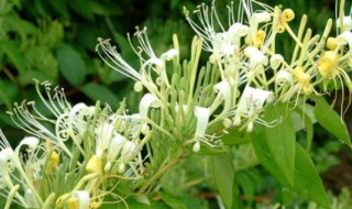 金银花怎么种植 金银花怎么种植和管理