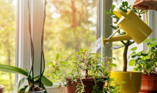 植物养护 植物养护膏