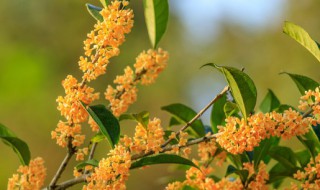 盆栽桂花树种植技术 盆栽桂花树种植技术?