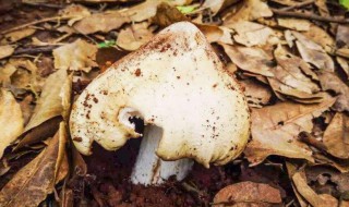 野生菌种植方法 野生菌种植方法和技术