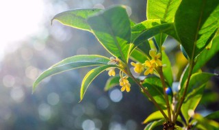 桂花是什么季节开的（菊花是什么季节开的）