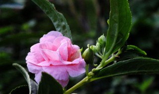 凤仙花的种植方法（凤仙花的种植方法步骤）