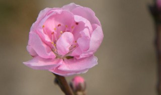 寿星桃花盆景养殖方法 寿星桃花盆景养殖方法视频