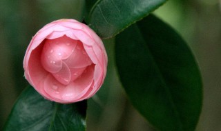 山茶花会结果子吗 山茶花会结种子吗