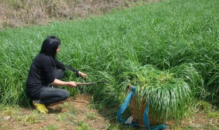 草种子怎么播种（草种子怎么播种几天浇水）