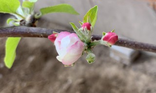 苹果几月开花 苹果几月开花结果?